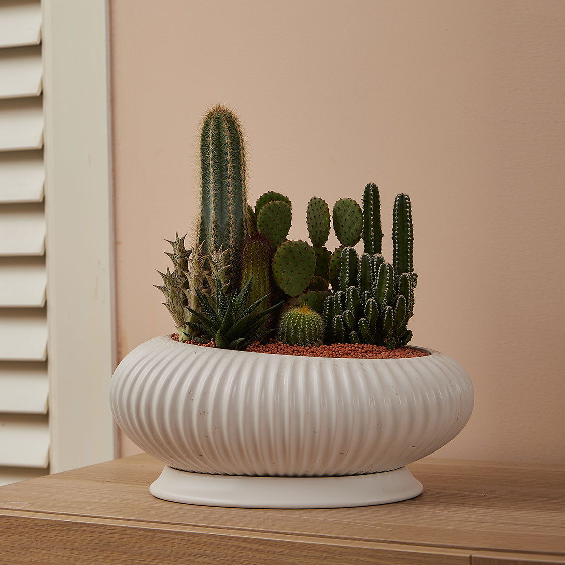 GREEN PLANT - 大盆仙人掌仙人球+多肉混搭 Cactus & Succulent Mix室內室外植物座枱盆栽家居綠植森林檯面雨林沙漠配簡約花盆