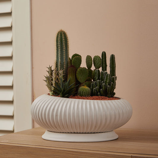 GREEN PLANT - 大盆仙人掌仙人球+多肉混搭 Cactus & Succulent Mix室內室外植物座枱盆栽家居綠植森林檯面雨林沙漠配簡約花盆