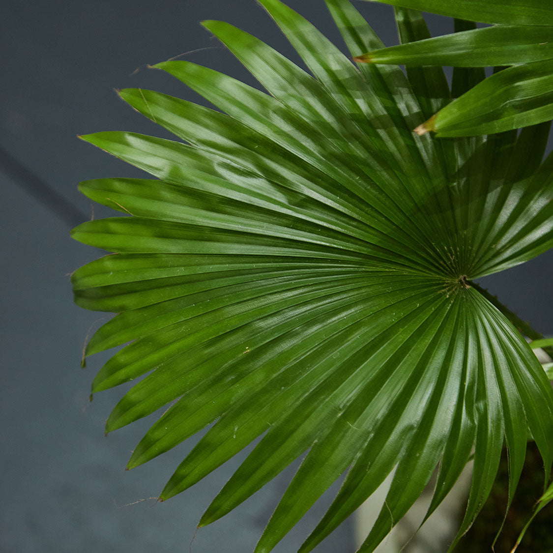 GREEN PLANT - 蒲葵苔蘚球 Fountain Palm Kokedama室內植物座枱盆栽家居綠植檯面雨林