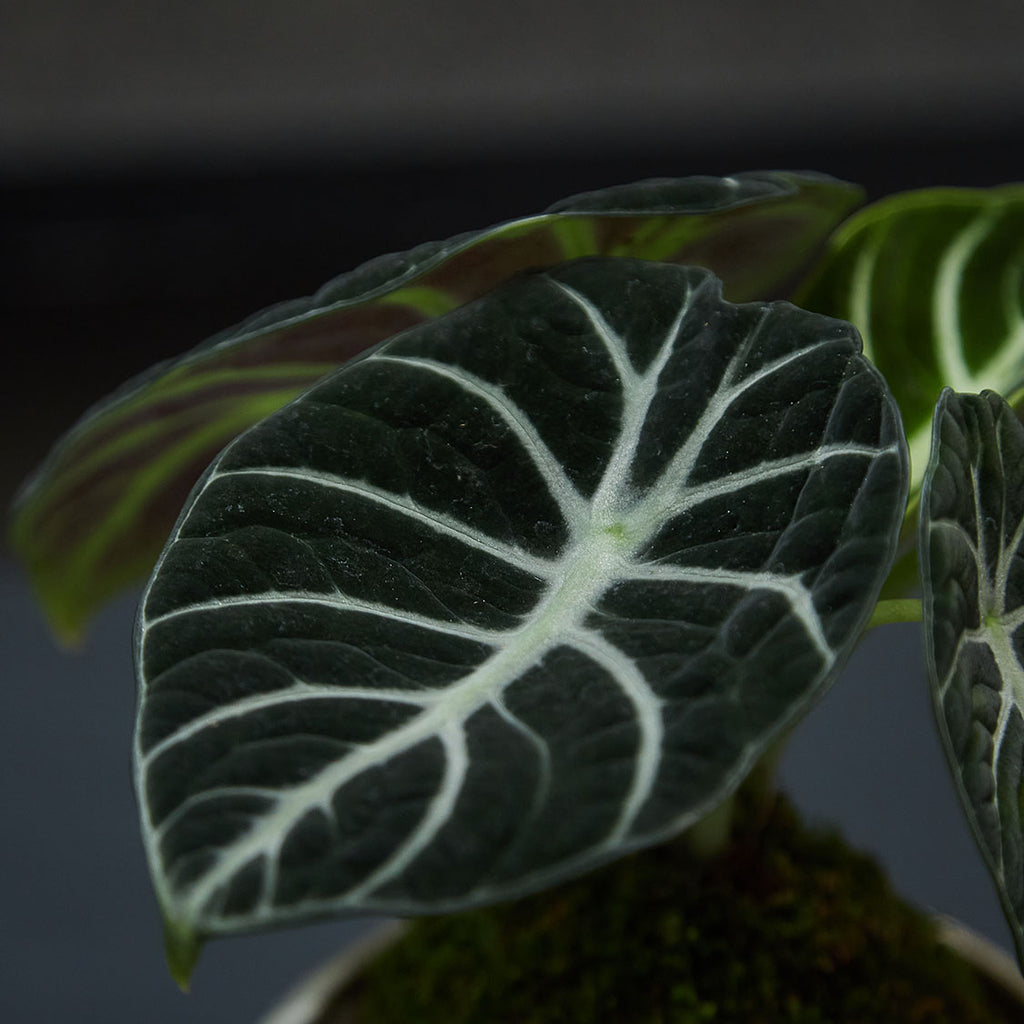 GREEN PLANT - 黑天鵝海芋/忍者海芋苔蘚球 Alocasia Black Velvet/ Alocasia Ninja Kokedama室內植物座枱盆栽家居綠植檯面雨林