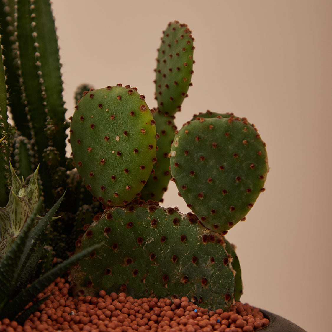GREEN PLANT - 中盆仙人掌仙人球+多肉混搭 Cactus & Succulent Mix室內室外植物座枱盆栽家居綠植森林檯面雨林沙漠配簡約花盆