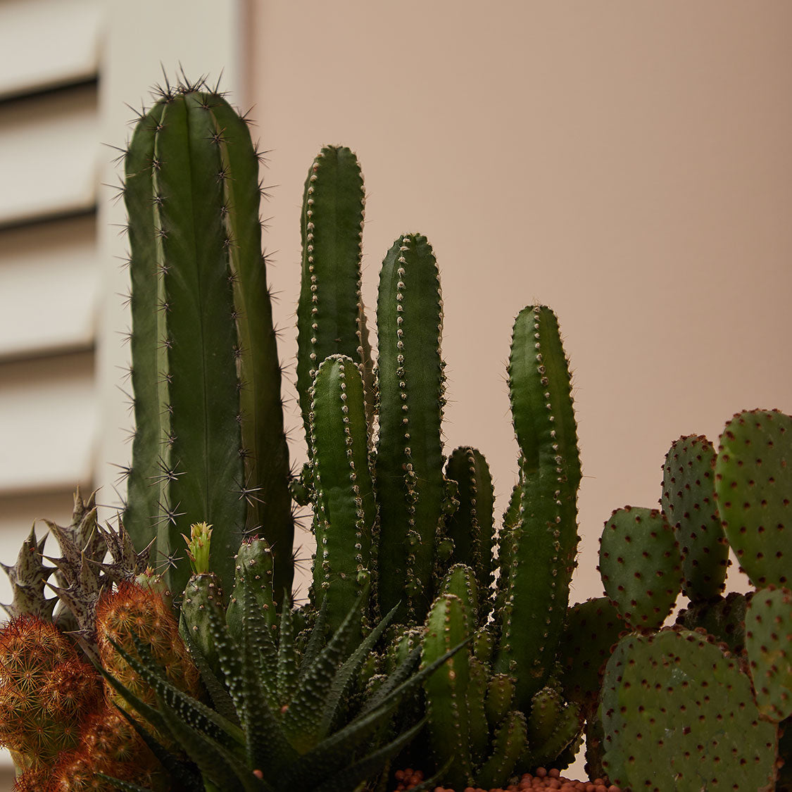 GREEN PLANT - 大盆仙人掌仙人球+多肉混搭 Cactus & Succulent Mix室內室外植物座枱盆栽家居綠植森林檯面雨林沙漠配簡約花盆
