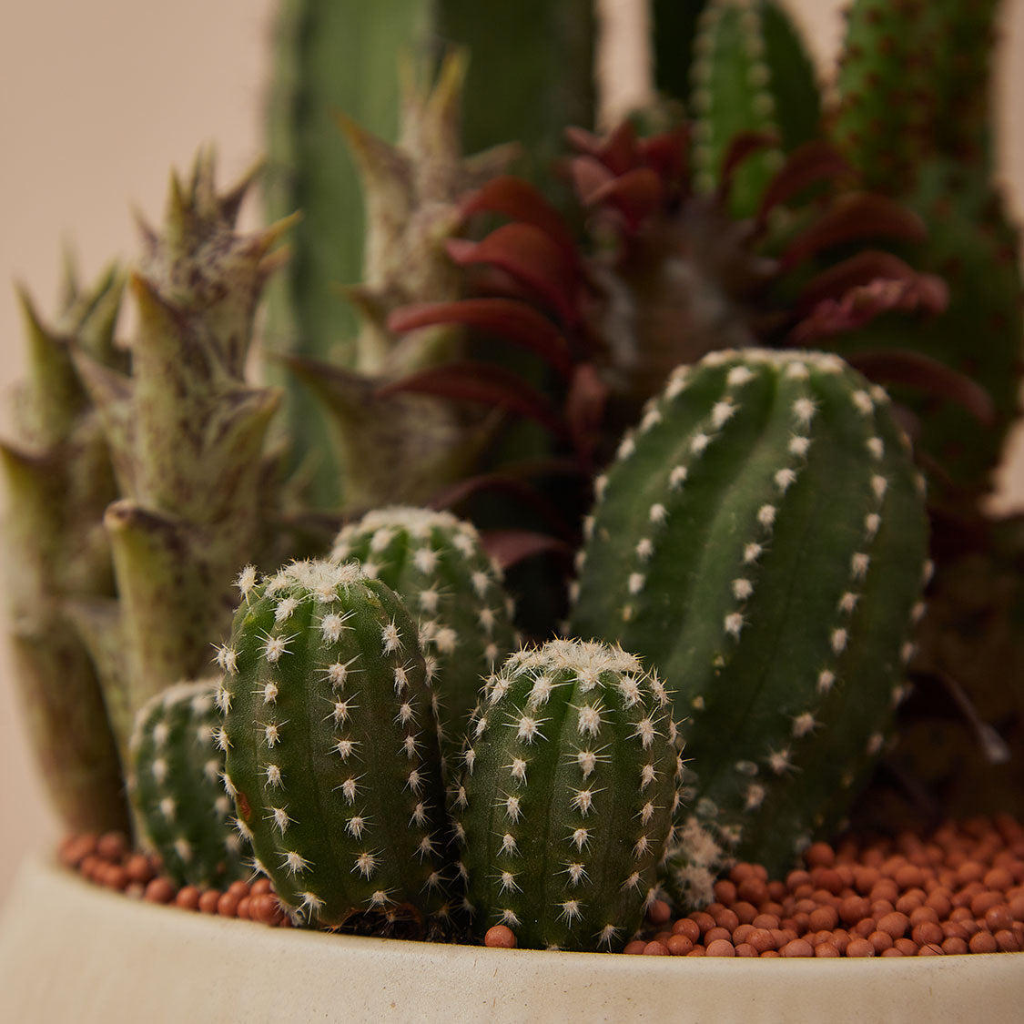 GREEN PLANT - 中盆仙人掌仙人球+多肉混搭 Cactus & Succulent Mix室內室外植物座枱盆栽家居綠植森林檯面雨林沙漠配簡約花盆