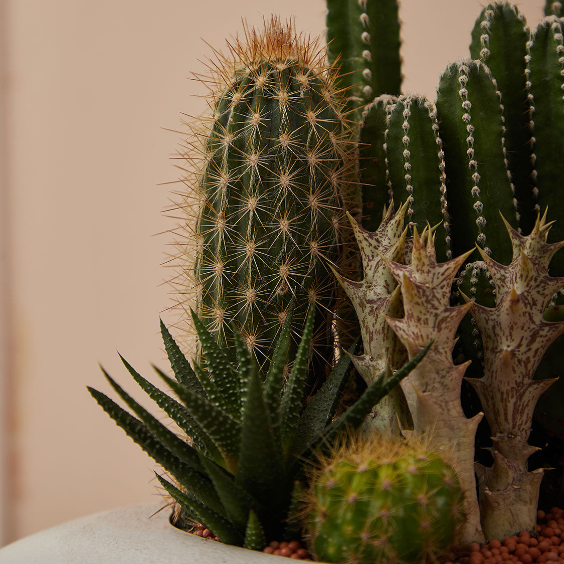 GREEN PLANT - 中盆仙人掌仙人球+多肉混搭 Cactus & Succulent Mix室內室外植物座枱盆栽家居綠植森林檯面雨林沙漠配簡約花盆