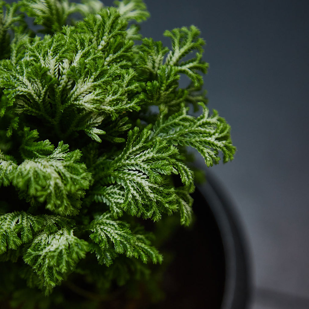 GREEN PLANT - 卷柏苔蘚球 Selaginella tamariscina Kokedama室內植物座枱盆栽家居綠植檯面雨林