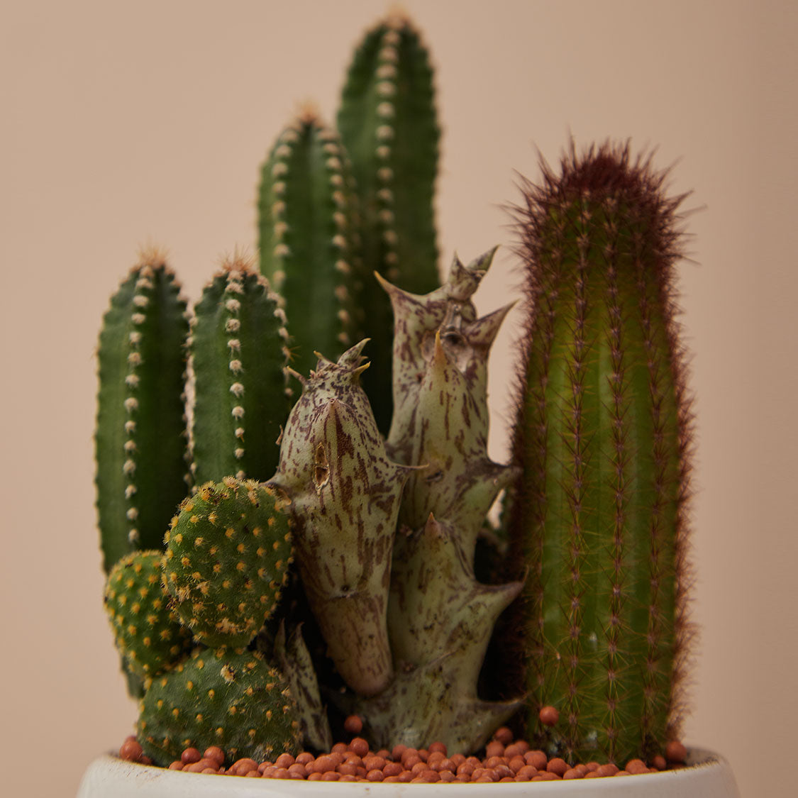 GREEN PLANT - 細盆仙人掌仙人球+多肉混搭 Cactus & Succulent Mix室內室外植物座枱盆栽家居綠植森林檯面雨林沙漠配簡約花盆