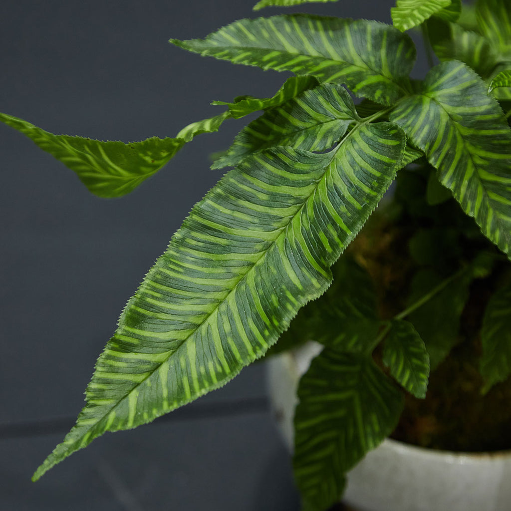 GREEN PLANT - 斑馬蕨苔蘚球 Coniogramme emeiensis Golden Zebra Kokedama室內植物座枱盆栽家居綠植檯面雨林