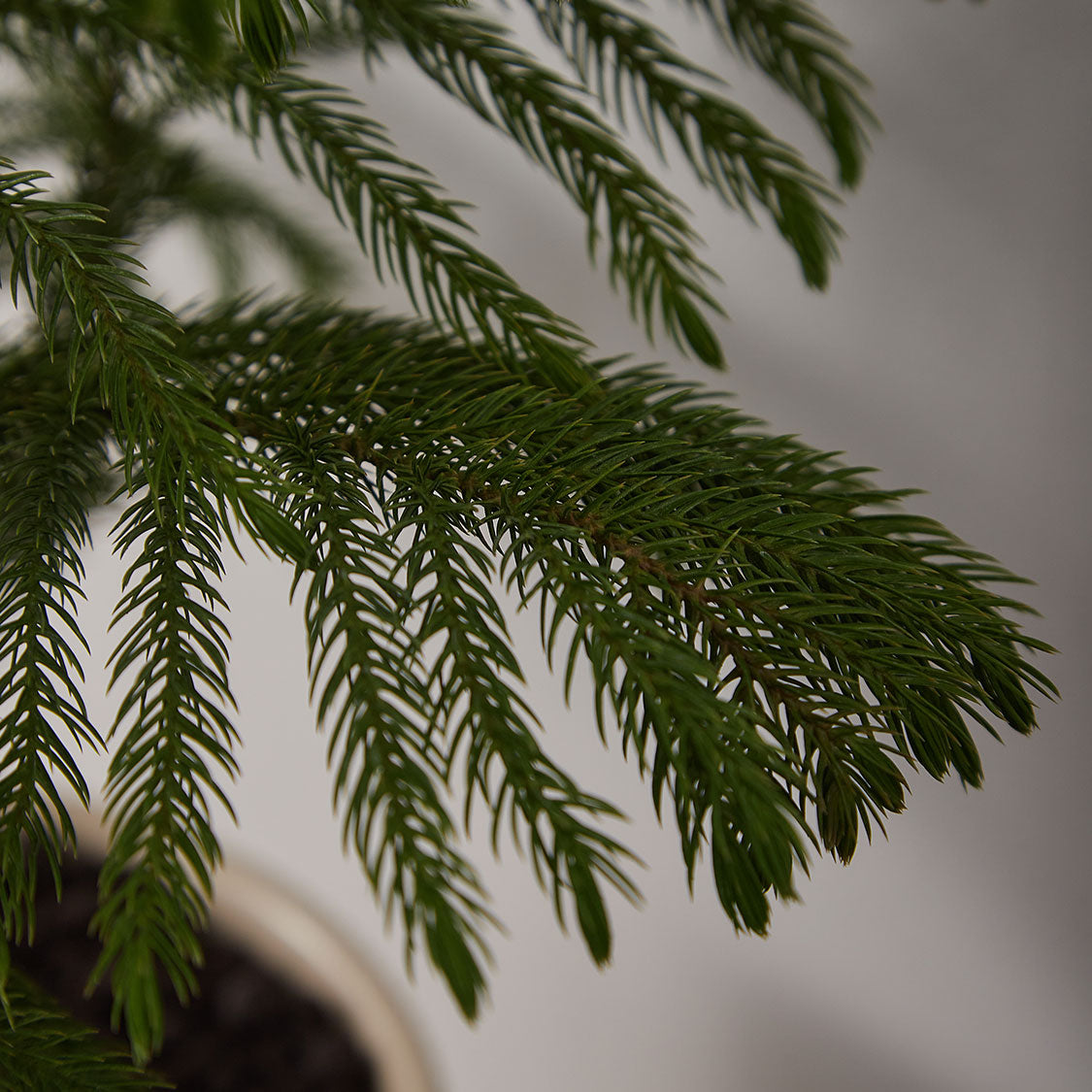 GREEN PLANT - 小南洋杉 Hoop Pine室內植物清新座枱盆栽家居綠植森林檯面雨林配簡約花盆