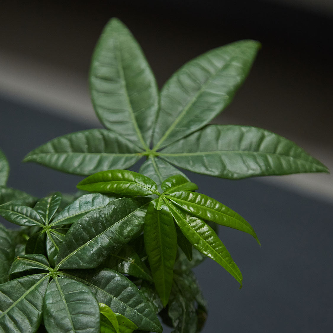 GREEN PLANT - 五辮發財樹苔蘚球 Malabar chestnut Kokedama室內植物座枱盆栽家居綠植檯面雨林