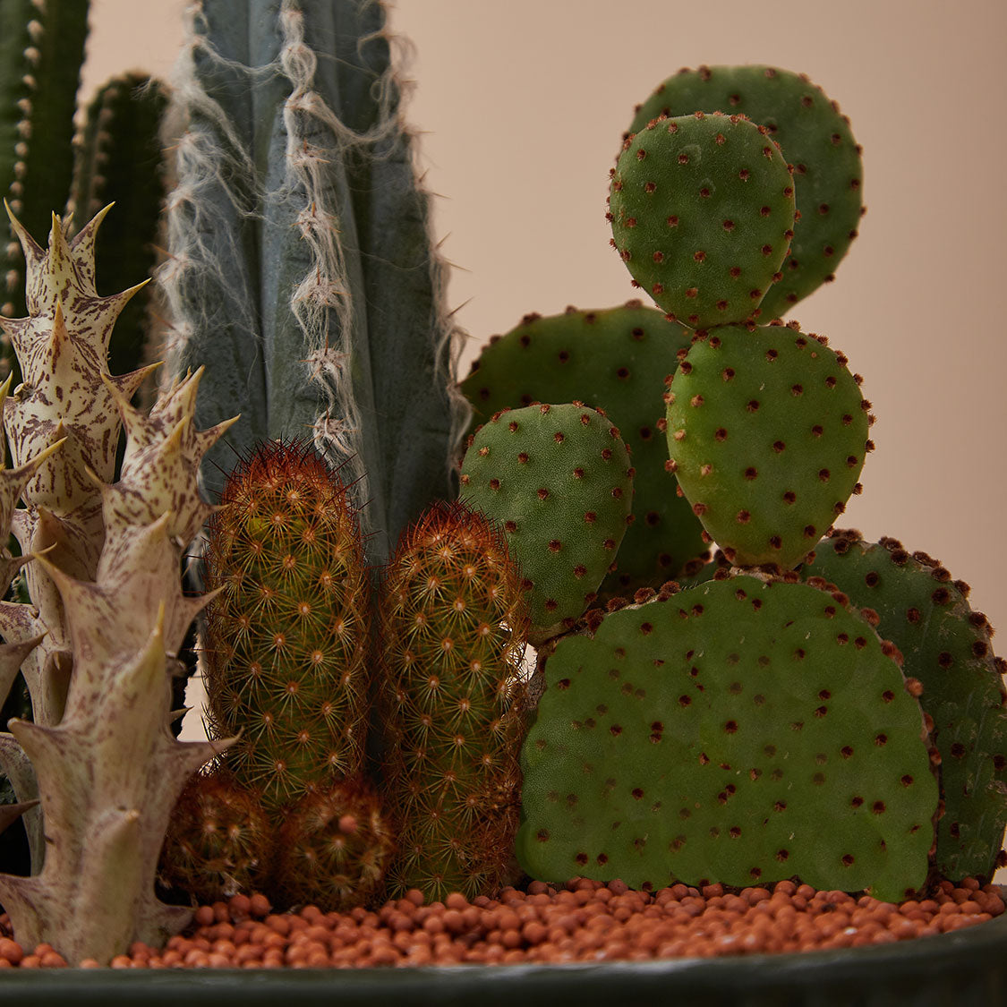 GREEN PLANT - 大盆仙人掌仙人球+多肉混搭 Cactus & Succulent Mix室內室外植物座枱盆栽家居綠植森林檯面雨林沙漠配簡約花盆