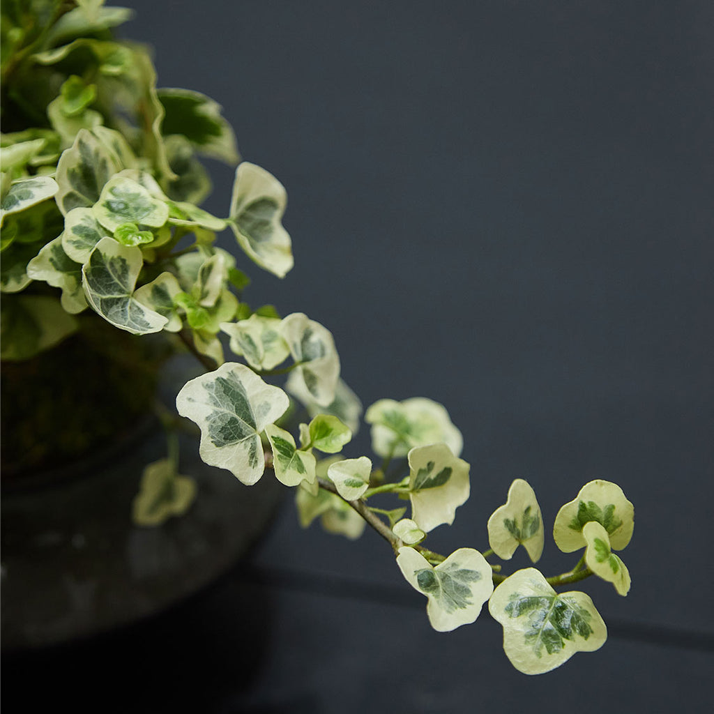 GREEN PLANT - 雪瑩苔蘚球 Yukihotaru Ivy Kokedama室內植物座枱盆栽家居綠植檯面雨林
