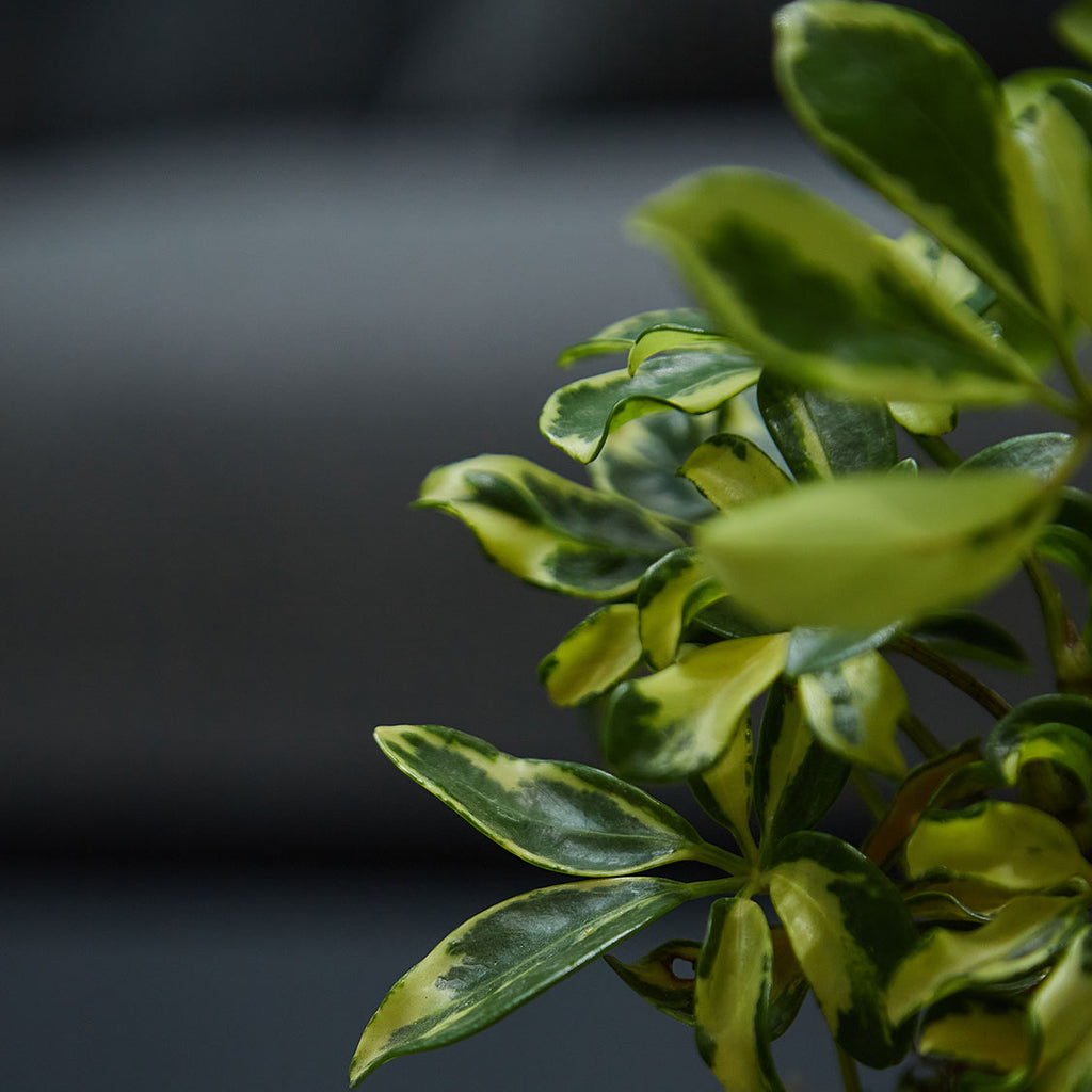 GREEN PLANT - 小花葉鴨腳木苔蘚球 Schefflera actinophylla Kokedama 室內植物座枱盆栽家居綠植檯面雨林
