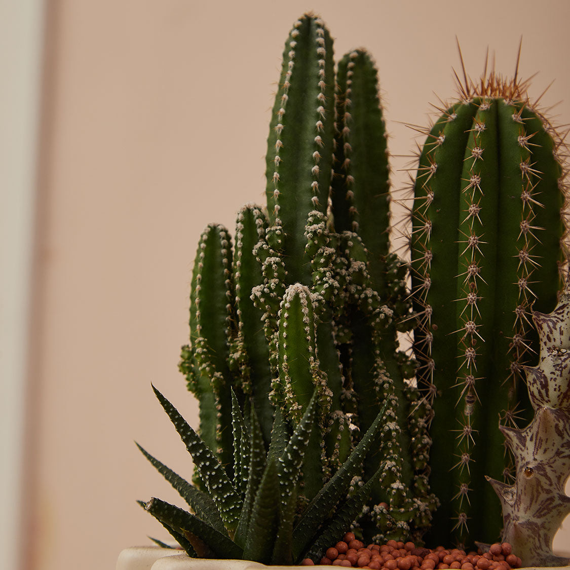 GREEN PLANT - 細盆仙人掌仙人球+多肉混搭 Cactus & Succulent Mix室內室外植物座枱盆栽家居綠植森林檯面雨林沙漠配簡約花盆