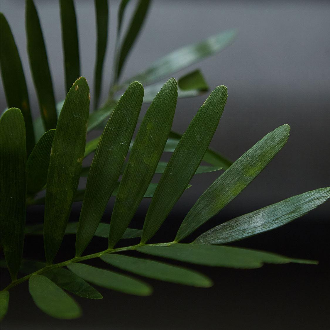 GREEN PLANT - 佛羅里達澤米鐵苔蘚球 Zamia floridana Kokedama 室內植物座枱盆栽家居綠植檯面雨林