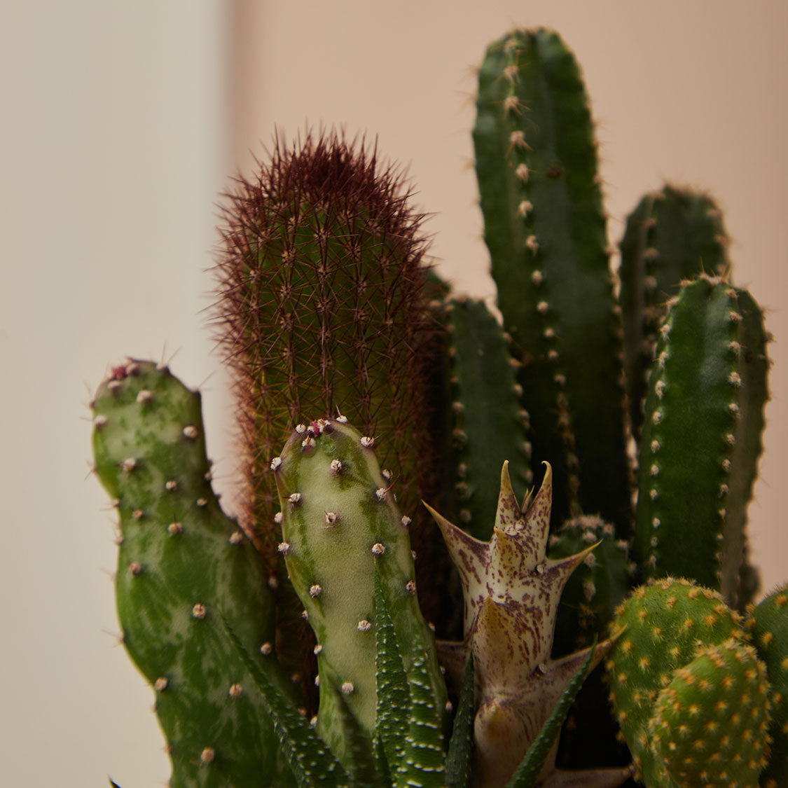GREEN PLANT - 細盆仙人掌仙人球+多肉混搭 Cactus & Succulent Mix室內室外植物座枱盆栽家居綠植森林檯面雨林沙漠配簡約花盆