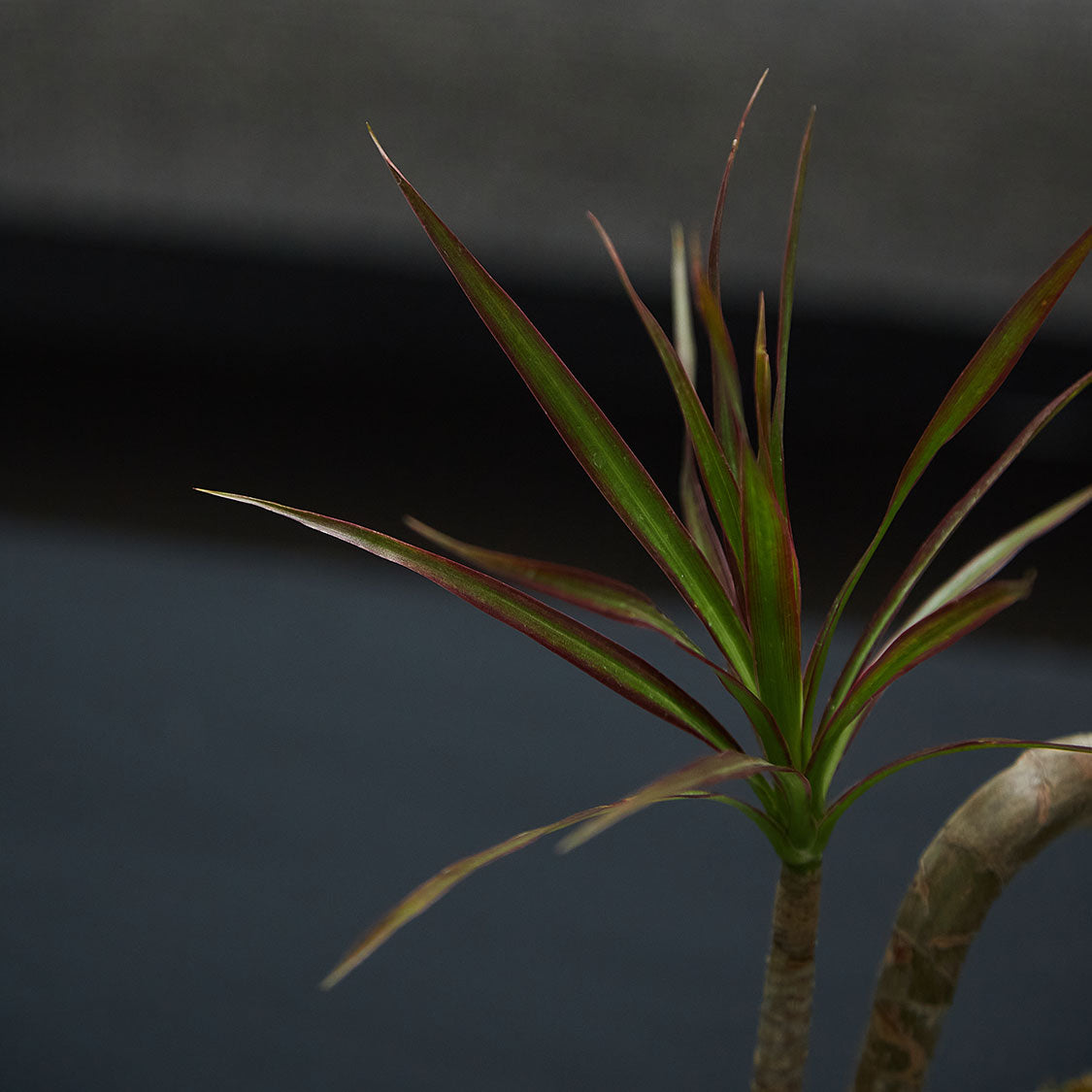 GREEN PLANT - n形千年木苔蘚球 Dracaena marginata Kokedama 室內植物座枱盆栽家居綠植檯面雨林