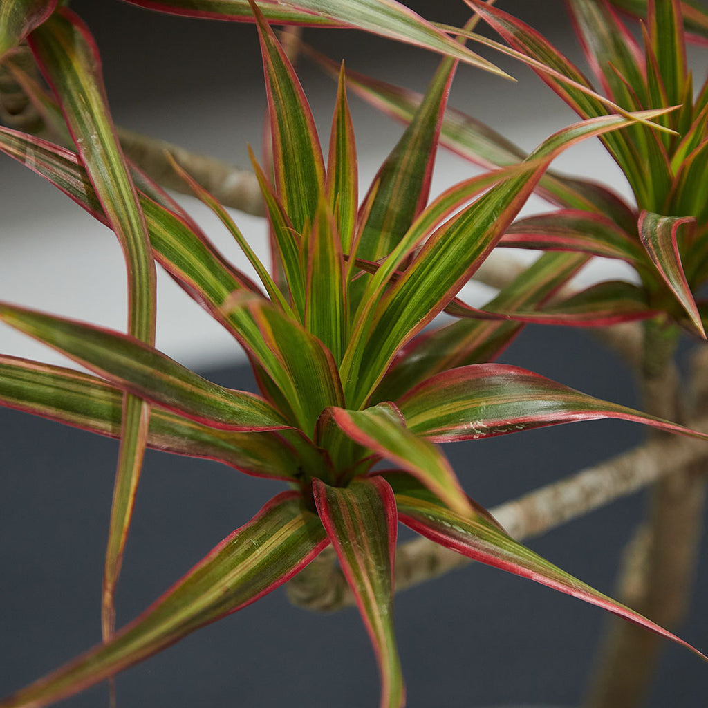GREEN PLANT - Y形千年木苔蘚球 Dracaena Mmarginata Kokedama室內植物座枱盆栽家居綠植檯面雨林