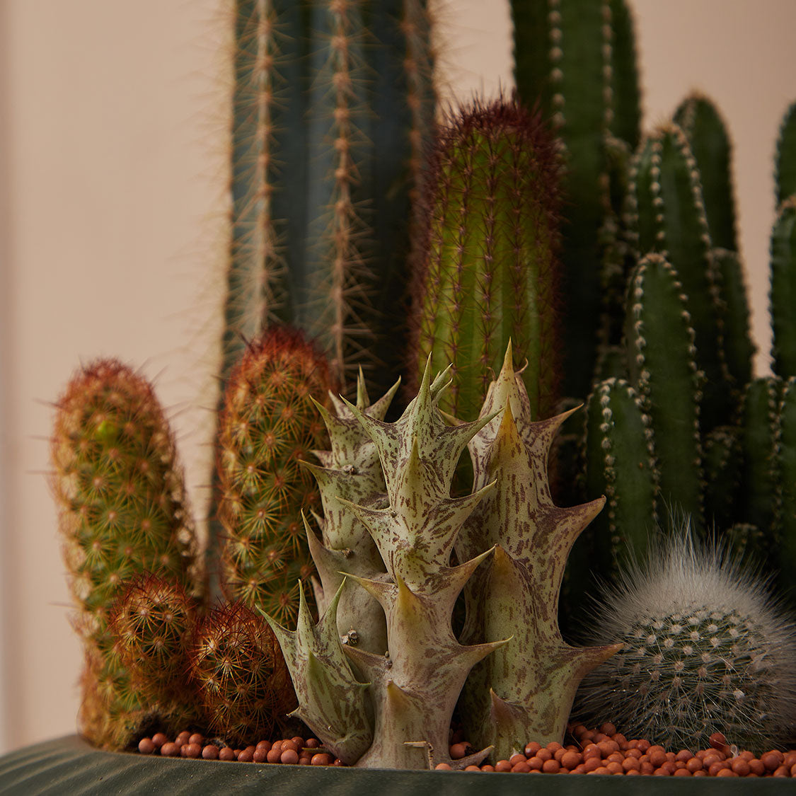GREEN PLANT - 大盆仙人掌仙人球+多肉混搭 Cactus & Succulent Mix室內室外植物座枱盆栽家居綠植森林檯面雨林沙漠配簡約花盆