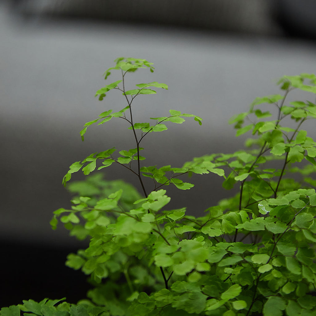 GREEN PLANT - 鐵線蕨苔蘚球 Maidenhair fern Kokedama 室內植物座枱盆栽家居綠植檯面雨林