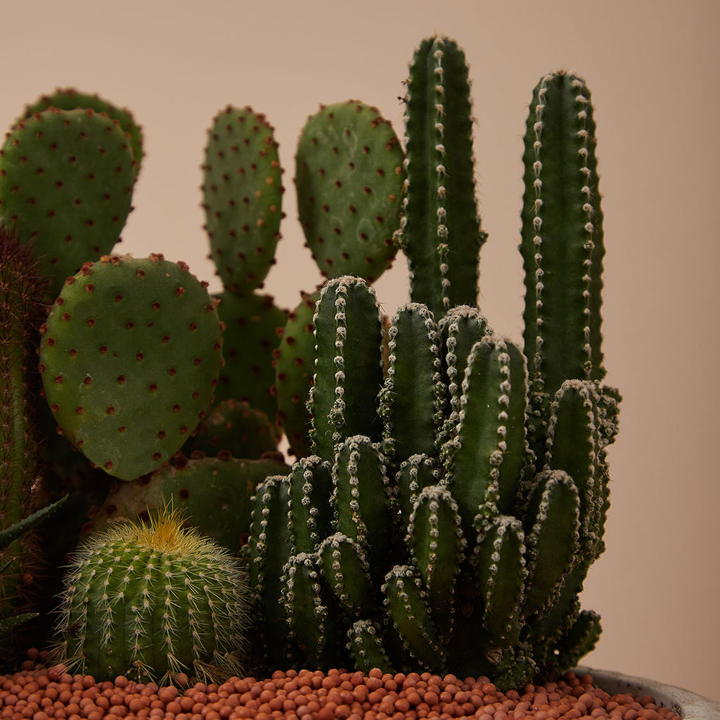 GREEN PLANT - 大盆仙人掌仙人球+多肉混搭 Cactus & Succulent Mix室內室外植物座枱盆栽家居綠植森林檯面雨林沙漠配簡約花盆