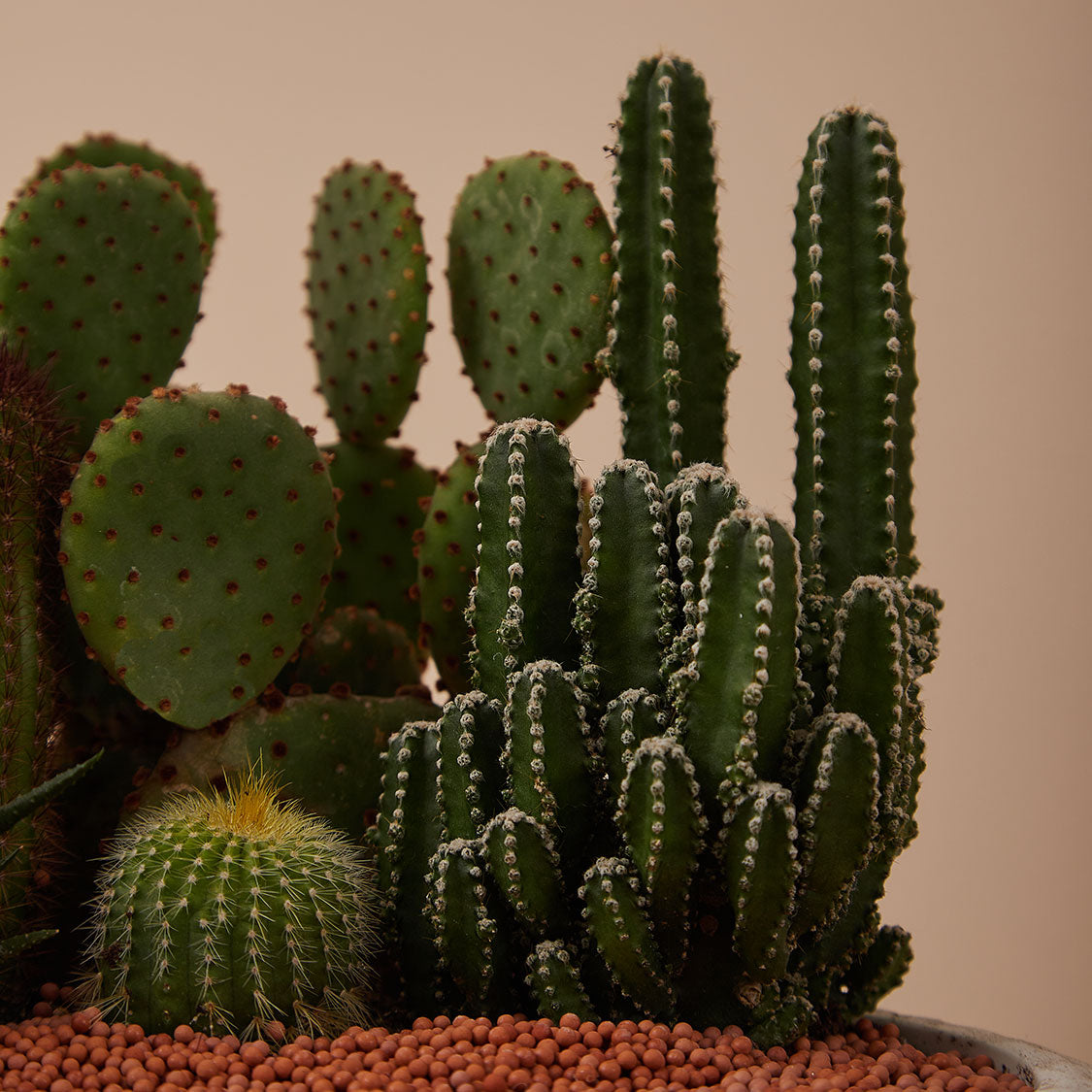 GREEN PLANT - 大盆仙人掌仙人球+多肉混搭 Cactus & Succulent Mix室內室外植物座枱盆栽家居綠植森林檯面雨林沙漠配簡約花盆