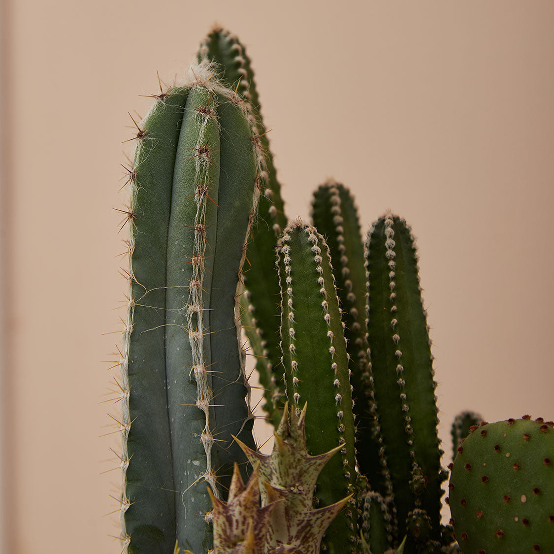 GREEN PLANT - 中盆仙人掌仙人球+多肉混搭 Cactus & Succulent Mix室內室外植物座枱盆栽家居綠植森林檯面雨林沙漠配簡約花盆