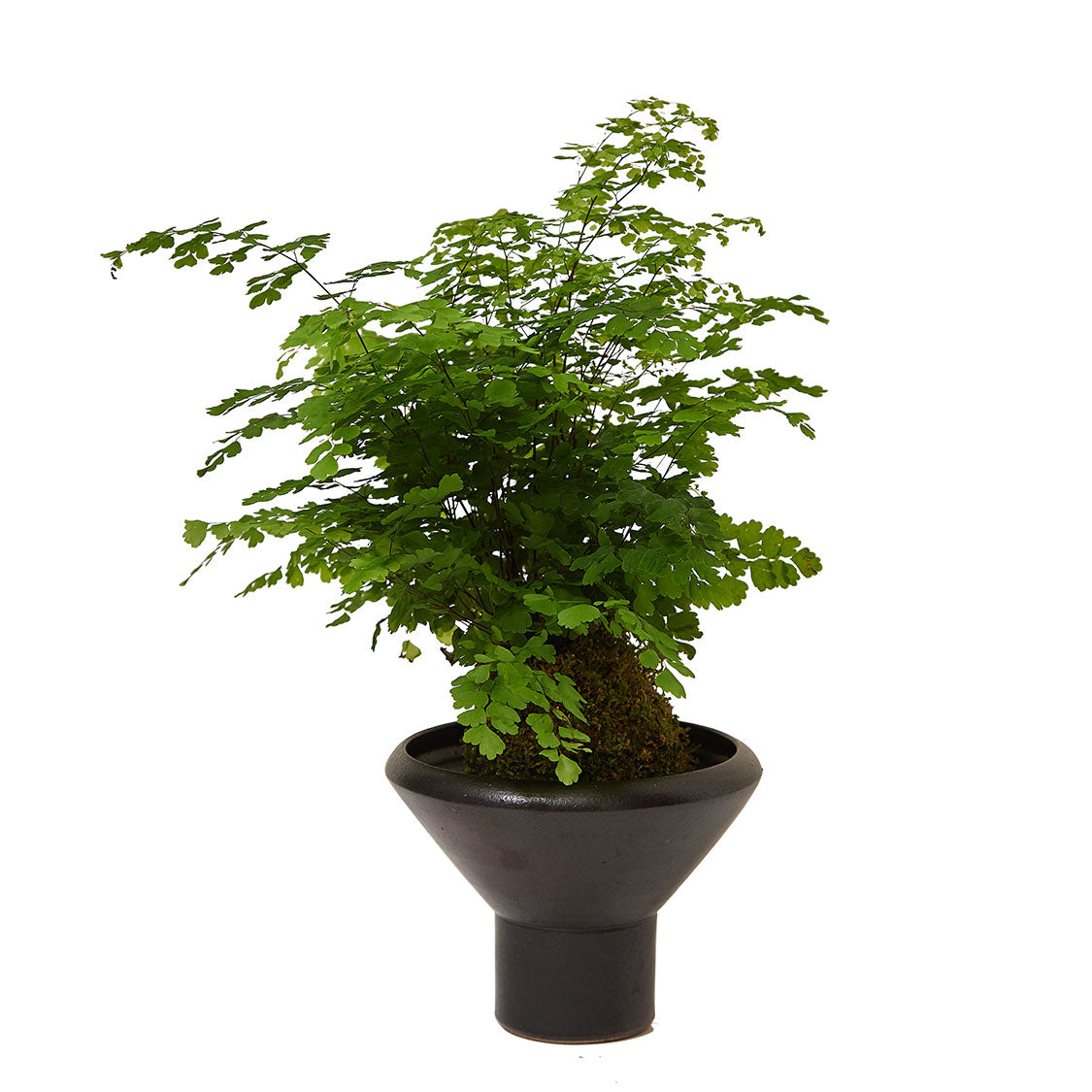 GREEN PLANT - 鐵線蕨苔蘚球 Maidenhair fern Kokedama 室內植物座枱盆栽家居綠植檯面雨林
