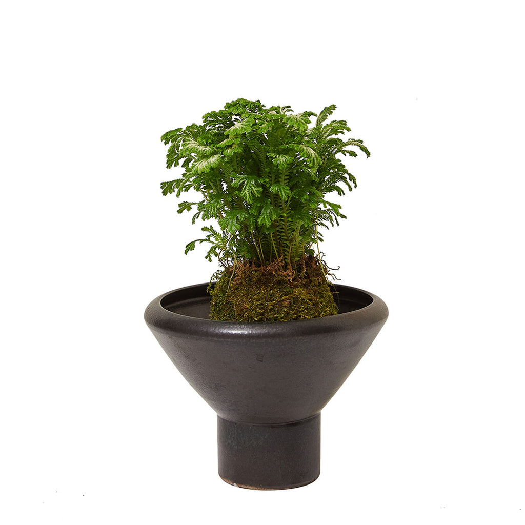 GREEN PLANT - 卷柏苔蘚球 Selaginella tamariscina Kokedama室內植物座枱盆栽家居綠植檯面雨林