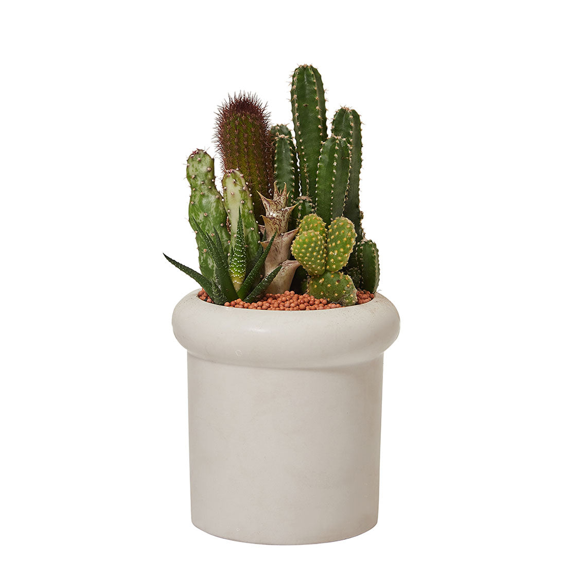 GREEN PLANT - 細盆仙人掌仙人球+多肉混搭 Cactus & Succulent Mix室內室外植物座枱盆栽家居綠植森林檯面雨林沙漠配簡約花盆