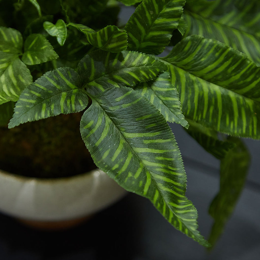 GREEN PLANT - 斑馬蕨苔蘚球 Coniogramme emeiensis Golden Zebra Kokedama室內植物座枱盆栽家居綠植檯面雨林