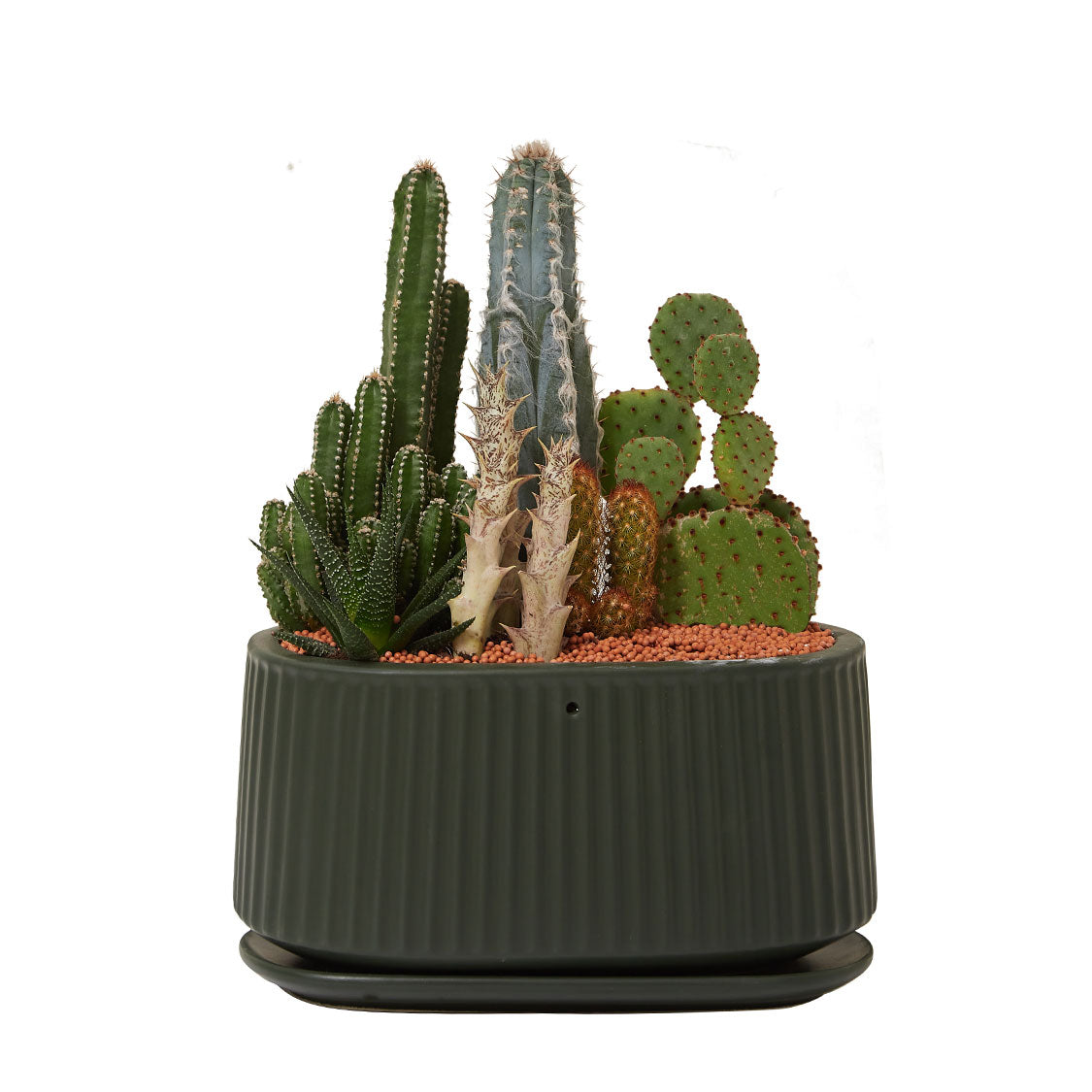 GREEN PLANT - 大盆仙人掌仙人球+多肉混搭 Cactus & Succulent Mix室內室外植物座枱盆栽家居綠植森林檯面雨林沙漠配簡約花盆