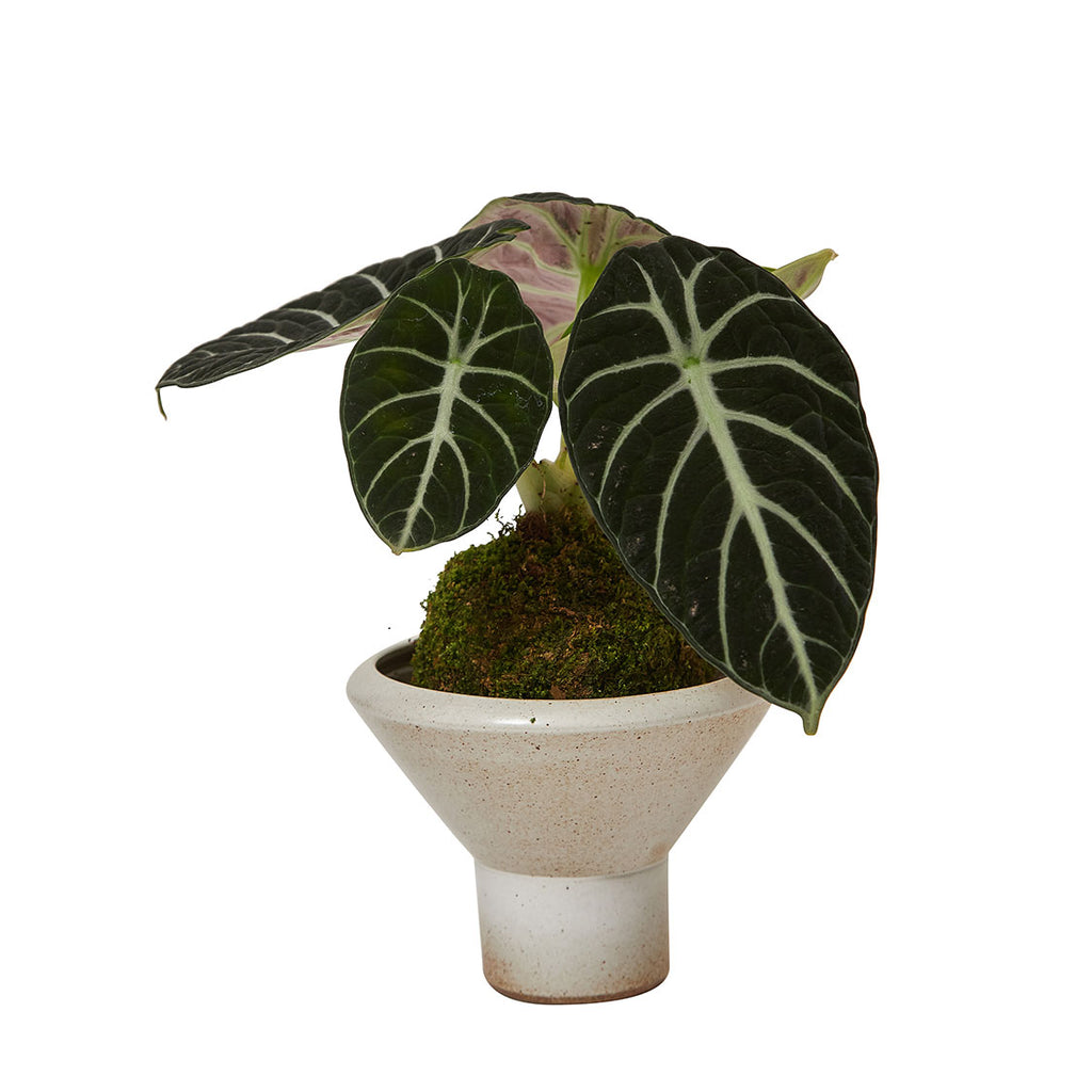 GREEN PLANT - 黑天鵝海芋/忍者海芋苔蘚球 Alocasia Black Velvet/ Alocasia Ninja Kokedama室內植物座枱盆栽家居綠植檯面雨林