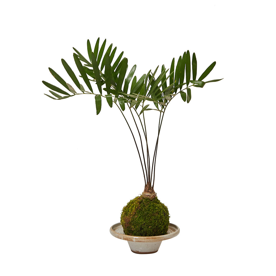 GREEN PLANT - 佛羅里達澤米鐵苔蘚球 Zamia floridana Kokedama 室內植物座枱盆栽家居綠植檯面雨林