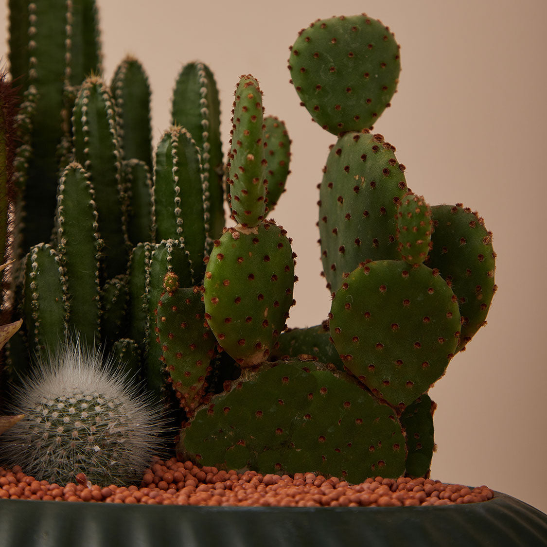 GREEN PLANT - 大盆仙人掌仙人球+多肉混搭 Cactus & Succulent Mix室內室外植物座枱盆栽家居綠植森林檯面雨林沙漠配簡約花盆
