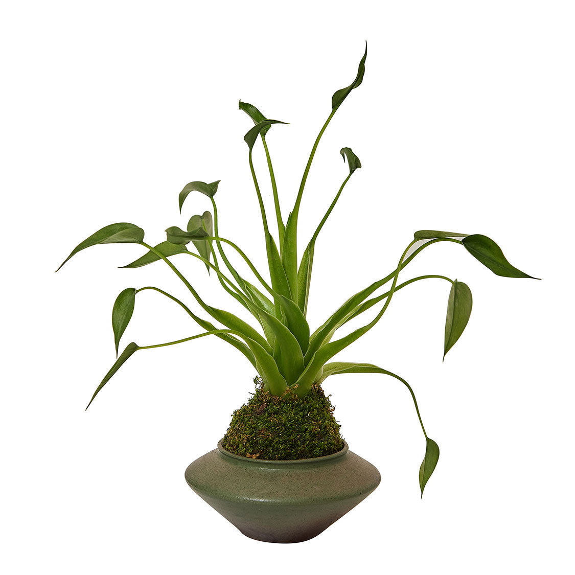 GREEN PLANT - 千手觀音苔蘚球 Buddha's hand Kokedama 室內植物座枱盆栽家居綠植森林檯面雨林