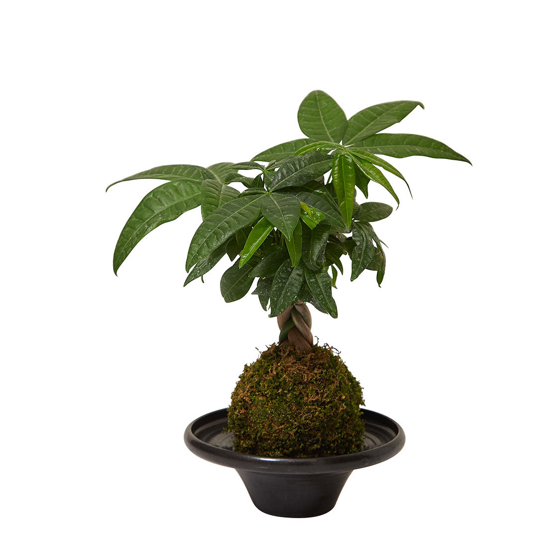 GREEN PLANT - 五辮發財樹苔蘚球 Malabar chestnut Kokedama室內植物座枱盆栽家居綠植檯面雨林
