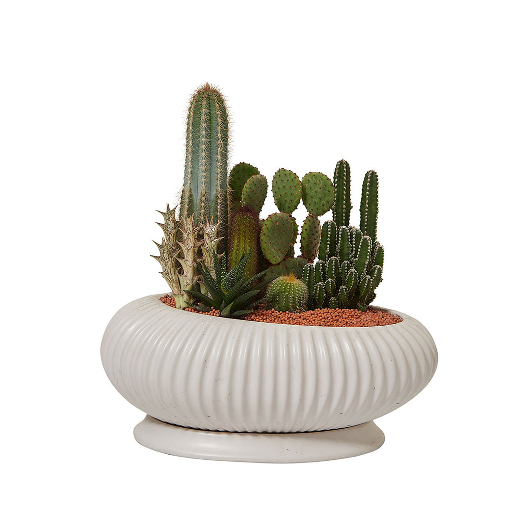 GREEN PLANT - 大盆仙人掌仙人球+多肉混搭 Cactus & Succulent Mix室內室外植物座枱盆栽家居綠植森林檯面雨林沙漠配簡約花盆