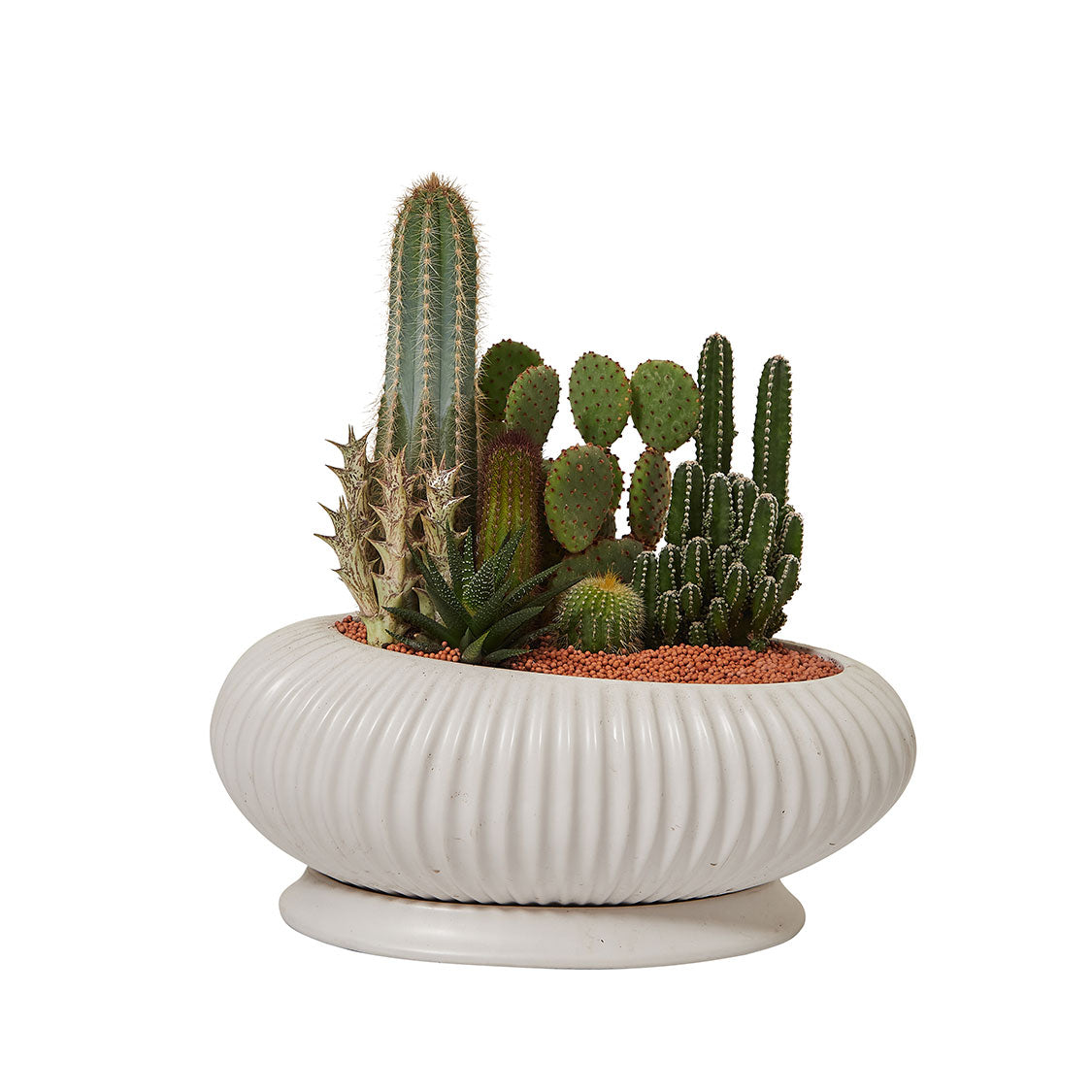 GREEN PLANT - 大盆仙人掌仙人球+多肉混搭 Cactus & Succulent Mix室內室外植物座枱盆栽家居綠植森林檯面雨林沙漠配簡約花盆