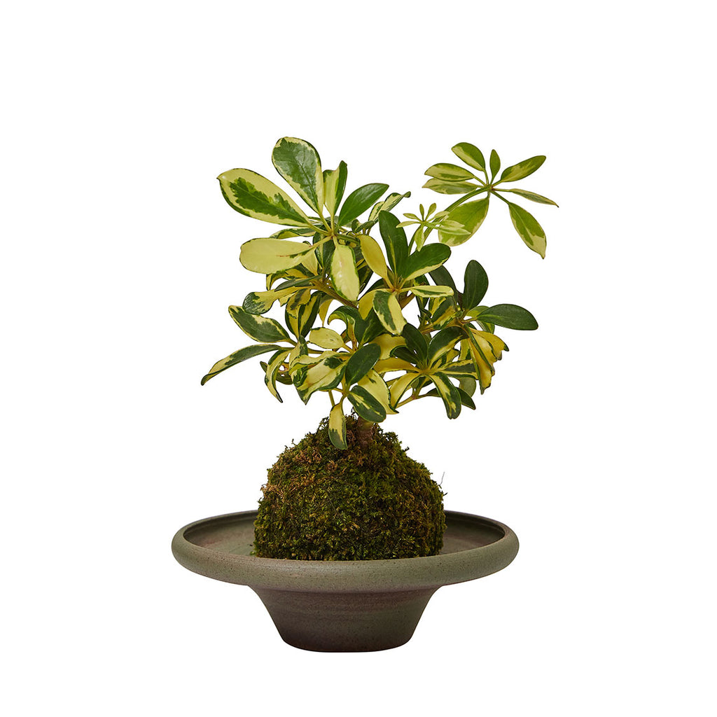 GREEN PLANT - 小花葉鴨腳木苔蘚球 Schefflera actinophylla Kokedama 室內植物座枱盆栽家居綠植檯面雨林
