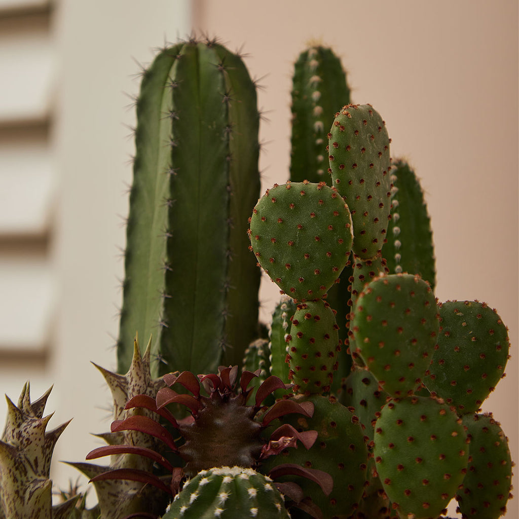 GREEN PLANT - 中盆仙人掌仙人球+多肉混搭 Cactus & Succulent Mix室內室外植物座枱盆栽家居綠植森林檯面雨林沙漠配簡約花盆