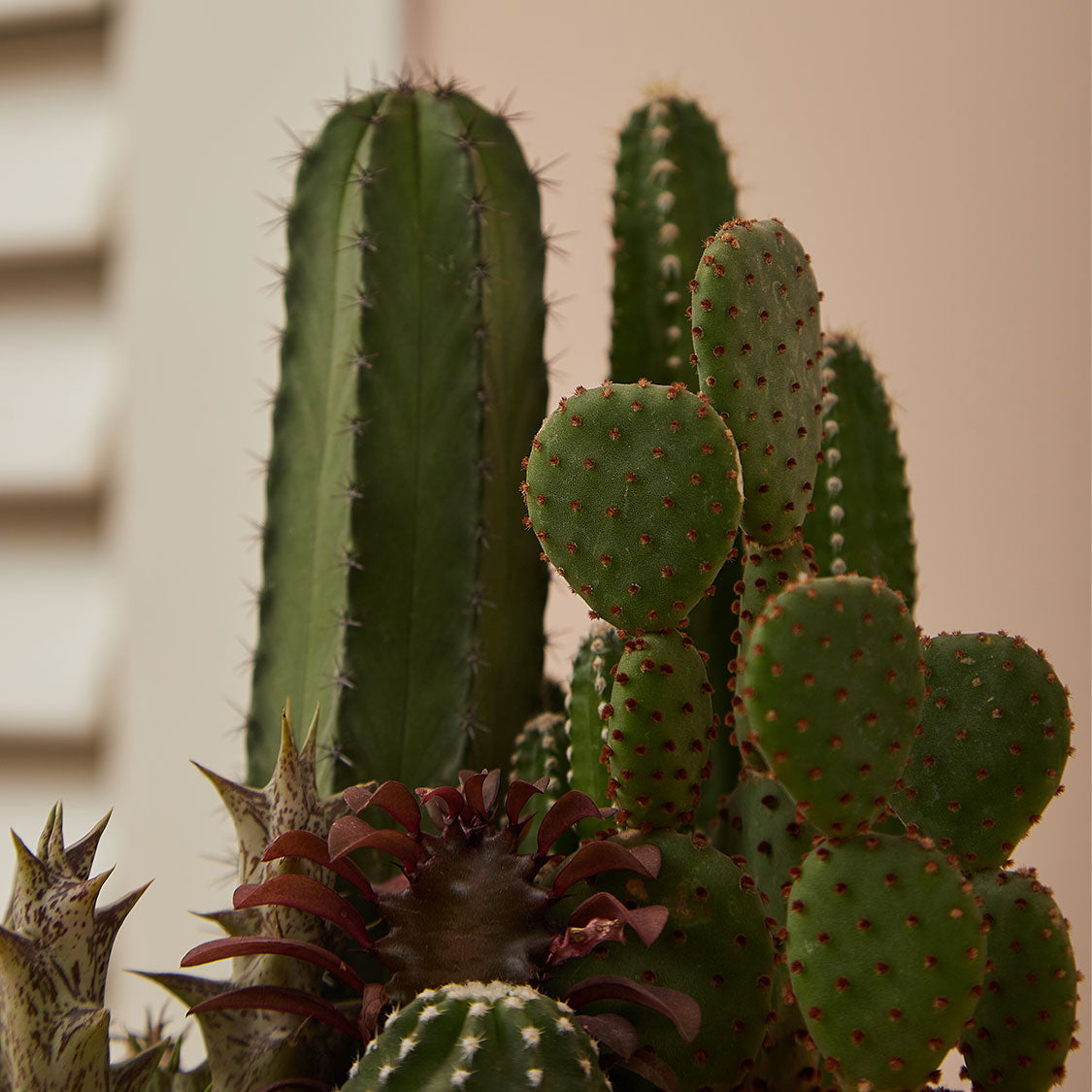 GREEN PLANT - 中盆仙人掌仙人球+多肉混搭 Cactus & Succulent Mix室內室外植物座枱盆栽家居綠植森林檯面雨林沙漠配簡約花盆