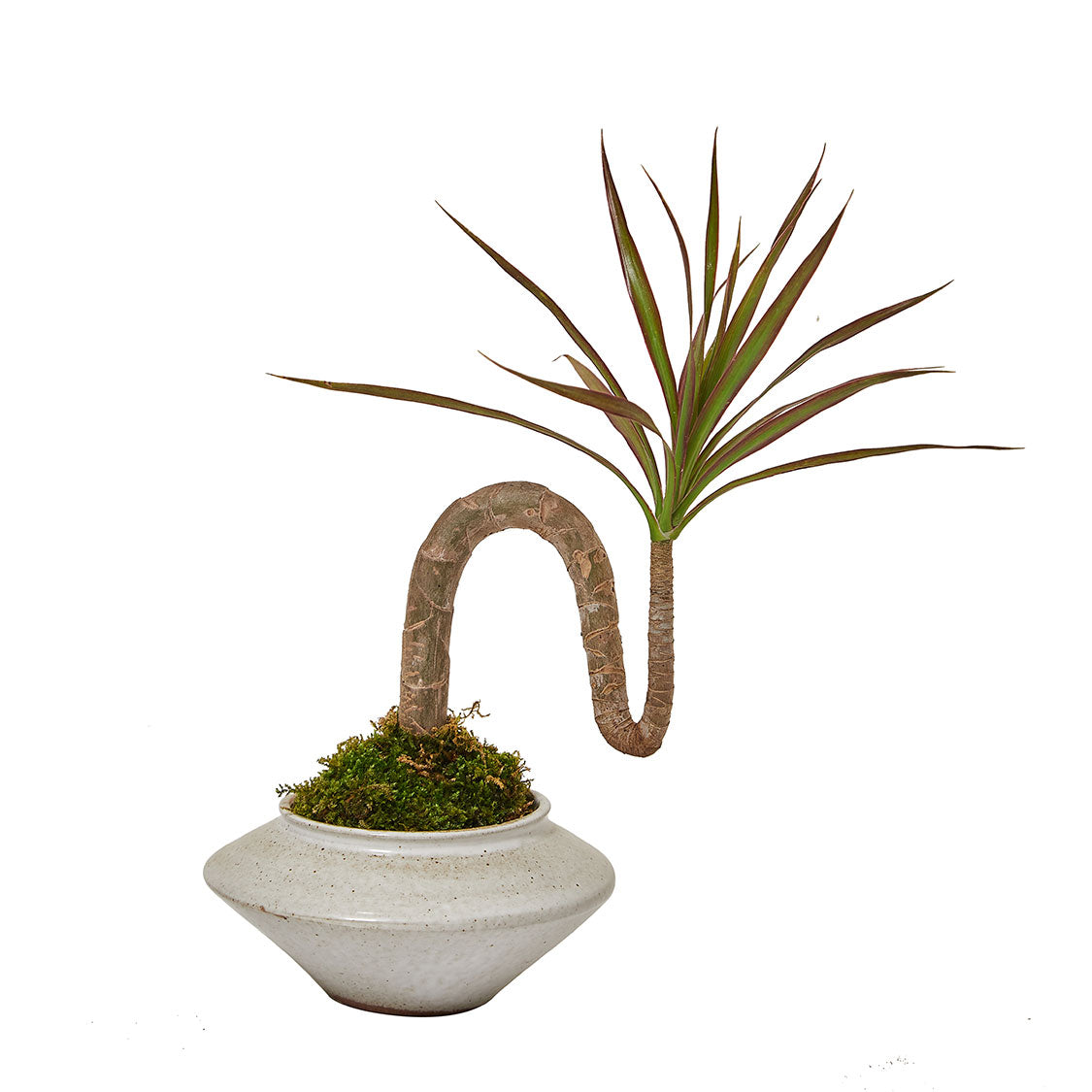 GREEN PLANT - n形千年木苔蘚球 Dracaena marginata Kokedama 室內植物座枱盆栽家居綠植檯面雨林