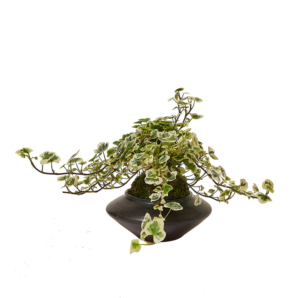 GREEN PLANT - 雪瑩苔蘚球 Yukihotaru Ivy Kokedama室內植物座枱盆栽家居綠植檯面雨林