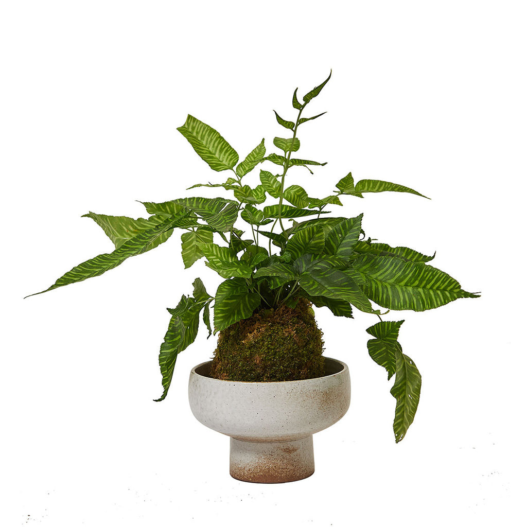 GREEN PLANT - 斑馬蕨苔蘚球 Coniogramme emeiensis Golden Zebra Kokedama室內植物座枱盆栽家居綠植檯面雨林