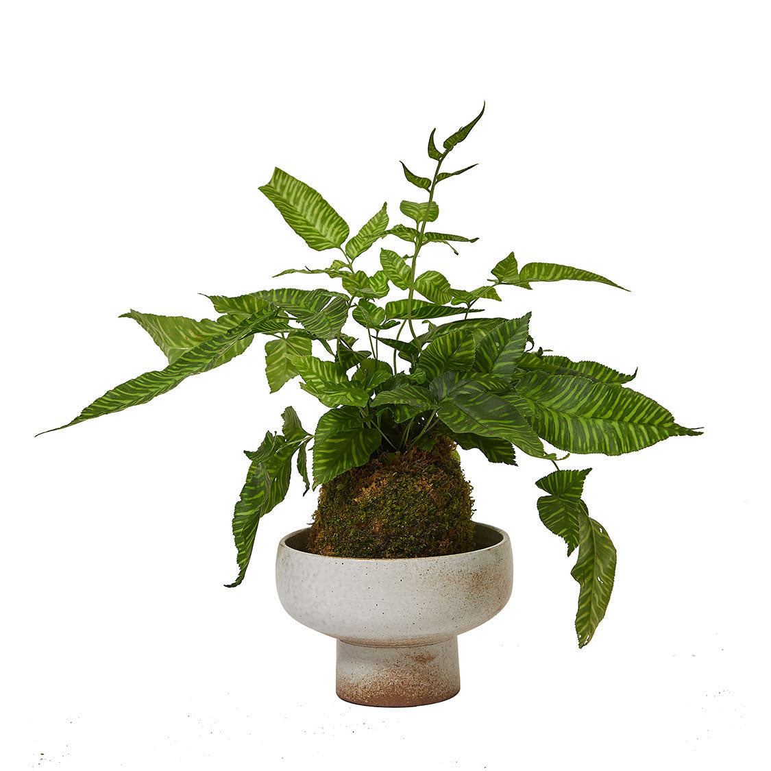 GREEN PLANT - Burgundy Rubber Tree - 2ft