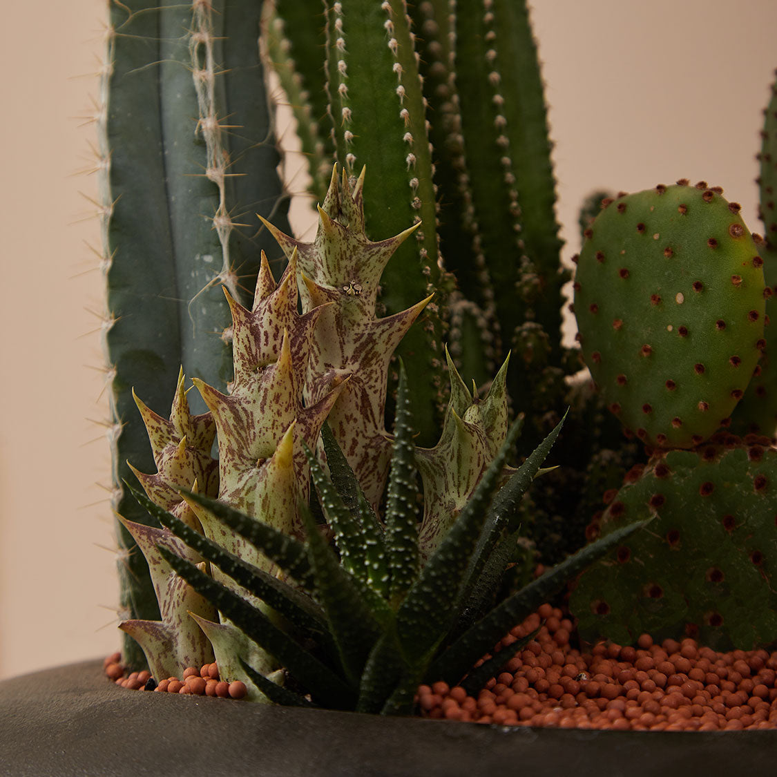GREEN PLANT - 中盆仙人掌仙人球+多肉混搭 Cactus & Succulent Mix室內室外植物座枱盆栽家居綠植森林檯面雨林沙漠配簡約花盆