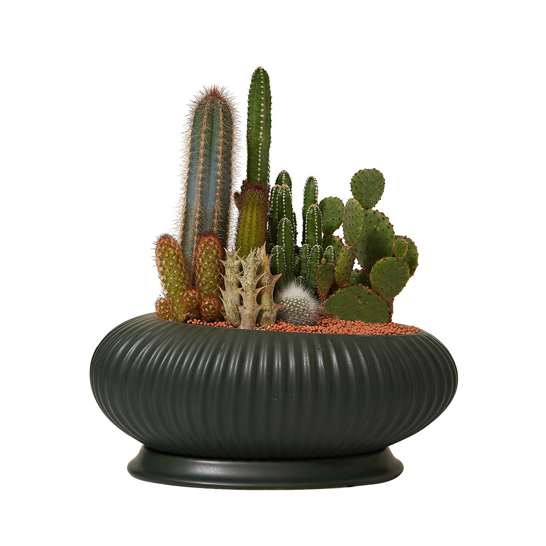 GREEN PLANT - 大盆仙人掌仙人球+多肉混搭 Cactus & Succulent Mix室內室外植物座枱盆栽家居綠植森林檯面雨林沙漠配簡約花盆