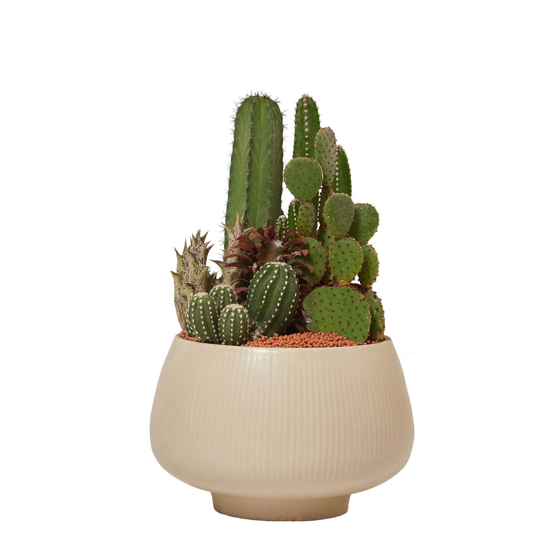 GREEN PLANT - 中盆仙人掌仙人球+多肉混搭 Cactus & Succulent Mix室內室外植物座枱盆栽家居綠植森林檯面雨林沙漠配簡約花盆