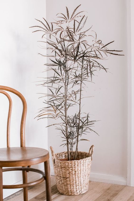 GREEN PLANT - 孔雀木 False Aralia - 5ft