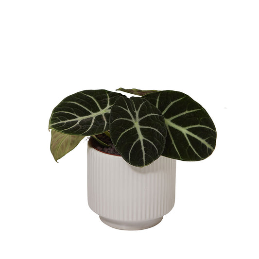 GREEN PLANT - 黑天鵝海芋 忍者海芋 Alocasia Black Velvet / Alocasia Ninja室內植物座枱盆栽家居綠植森林檯面雨林配簡約花盆